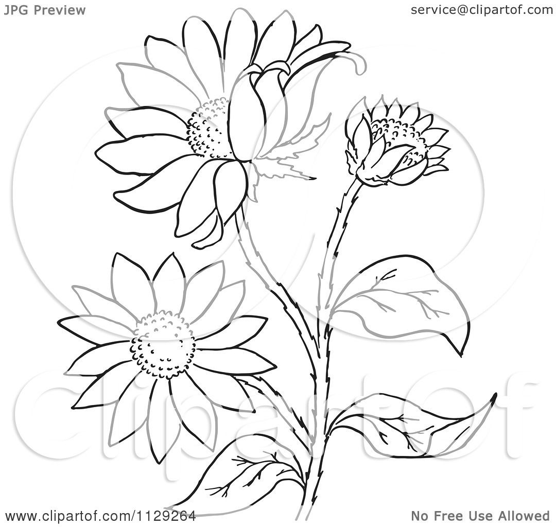  Black-Eyed-Susan-Flower-Plant-Black-And-White-Vector-Coloring-Page title=