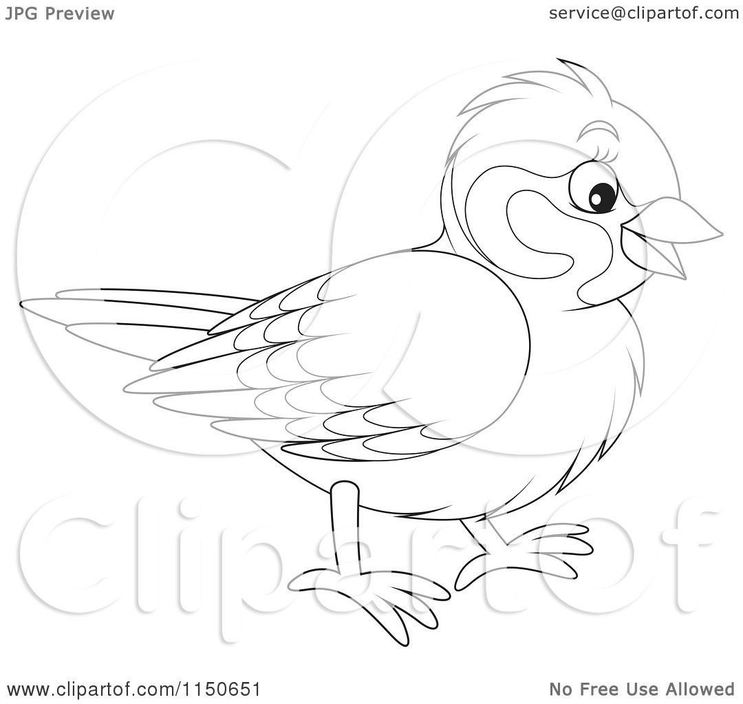 Cartoon Bird Drawings