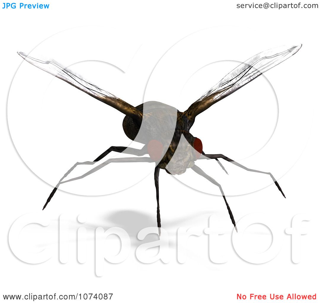 clipart of house fly - photo #31