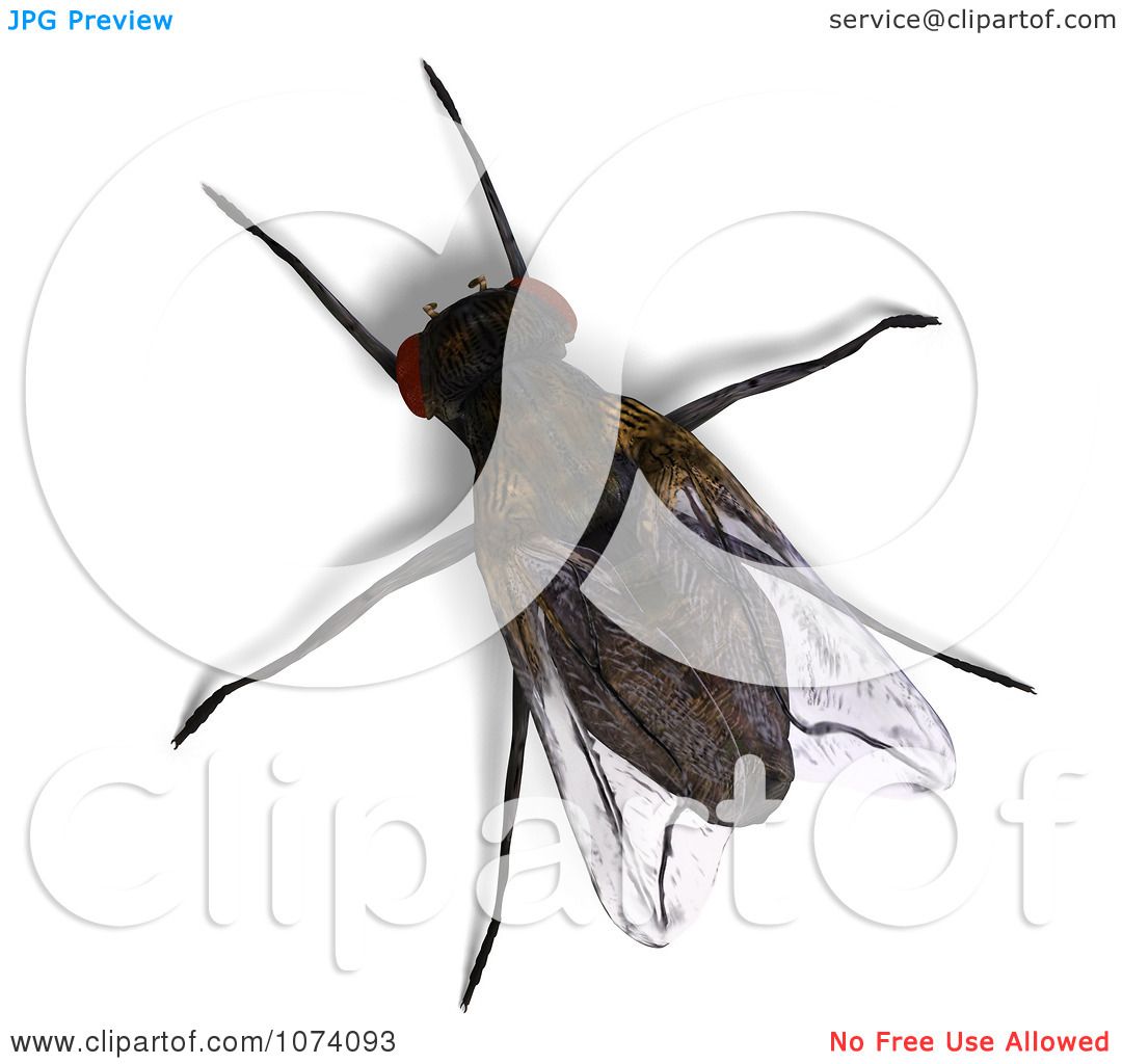 clipart of house fly - photo #25