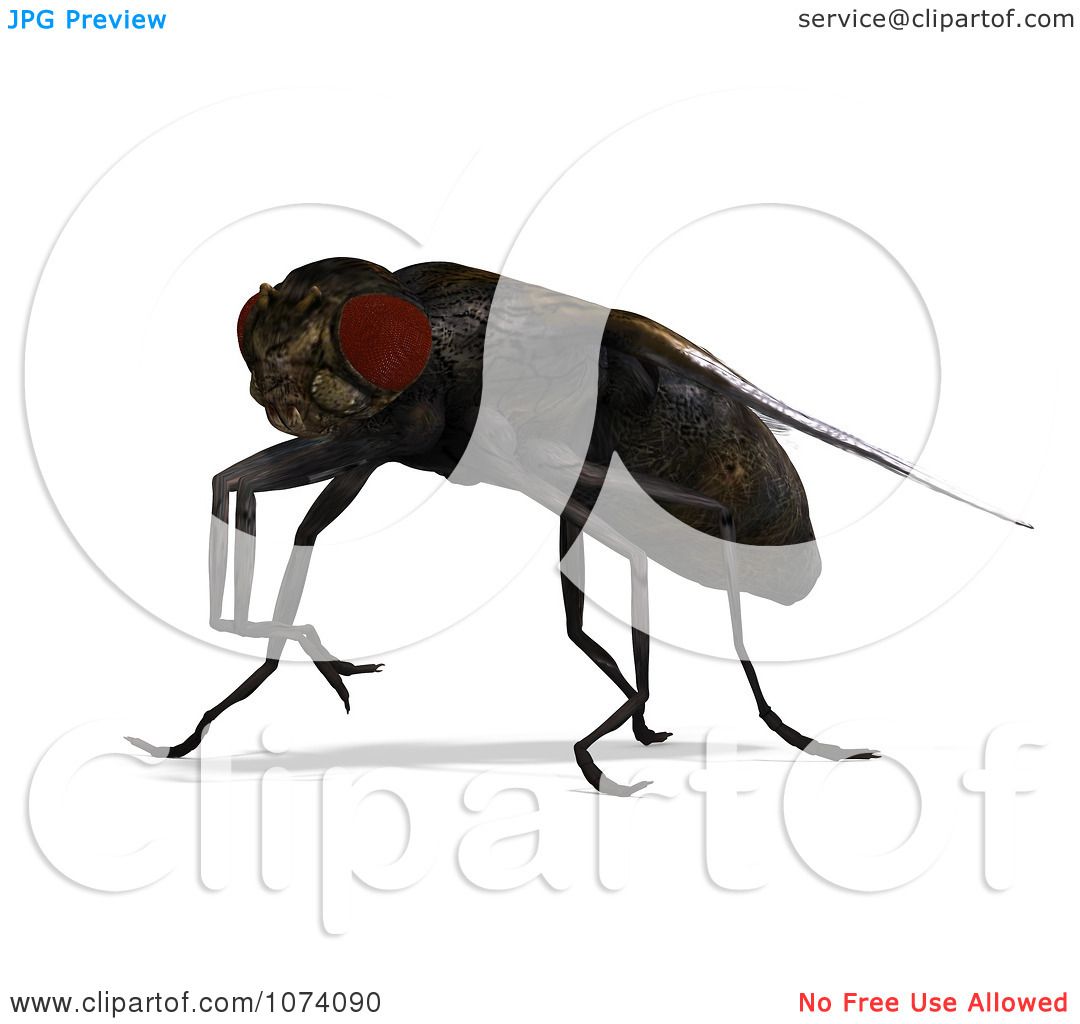 clipart of house fly - photo #22