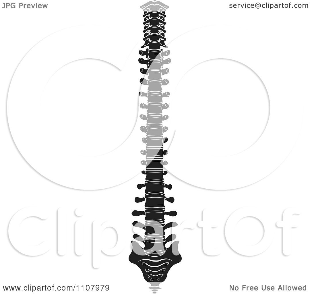 free clip art human spine - photo #5