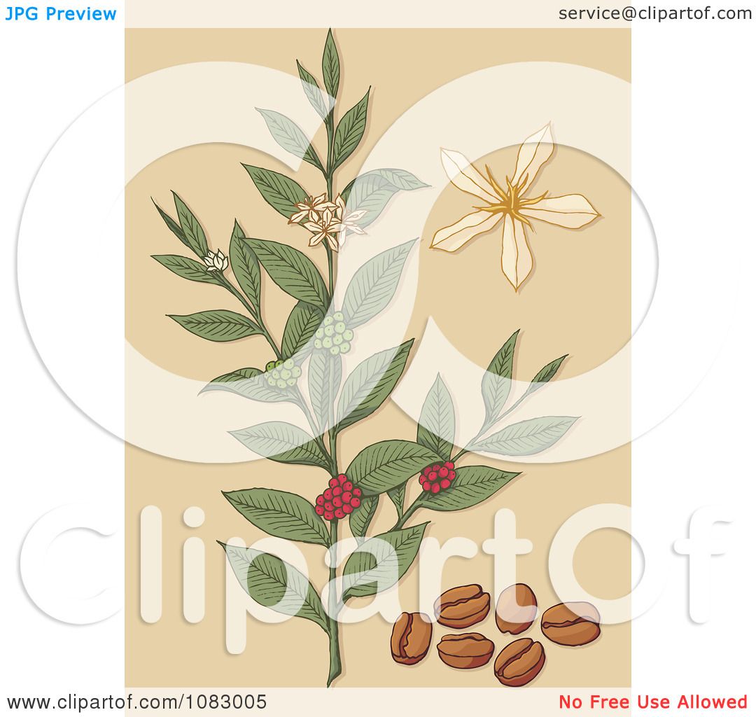 Clipart Coffee Plant With Beans Berries And Flowers ...