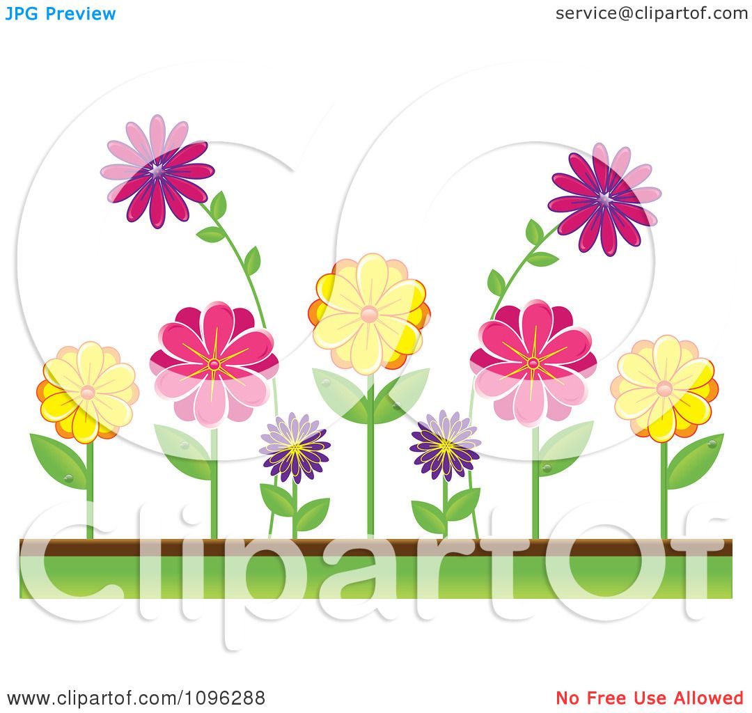 Clipart Colorful Daisies In A Flower Bed - Royalty Free Vector ...