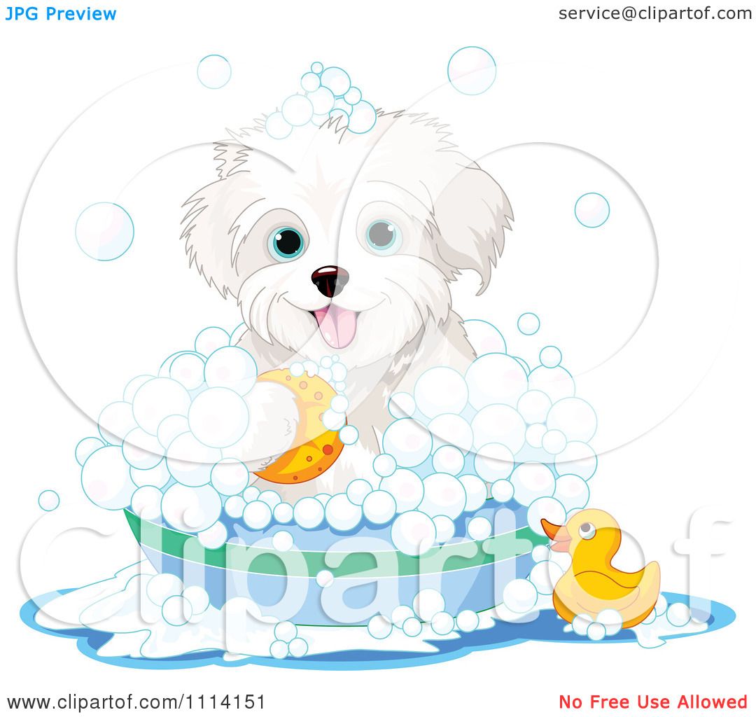 maltese dog clipart - photo #41