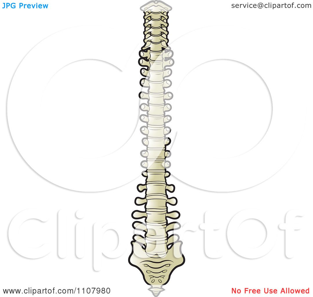 clipart spine logo - photo #43