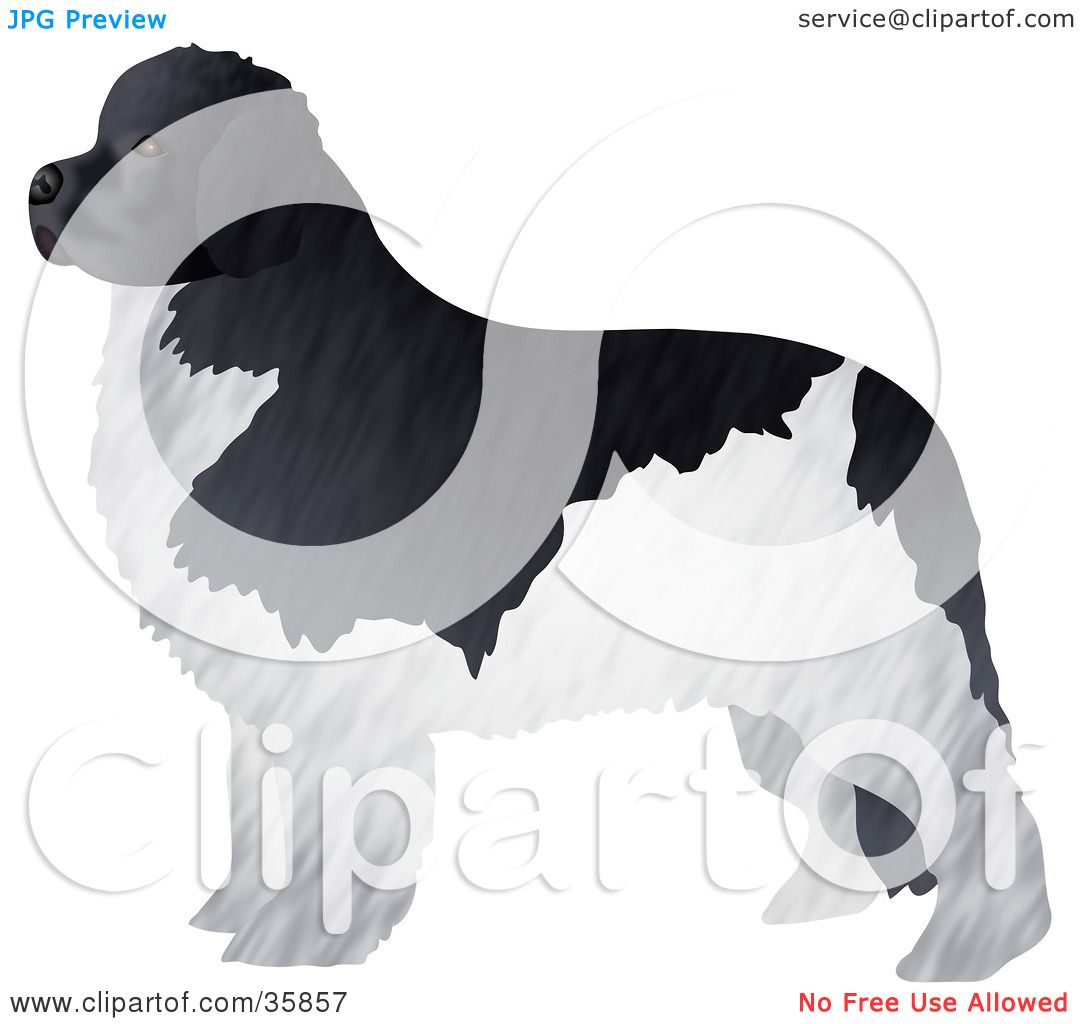 newfoundland dog clip art free - photo #19