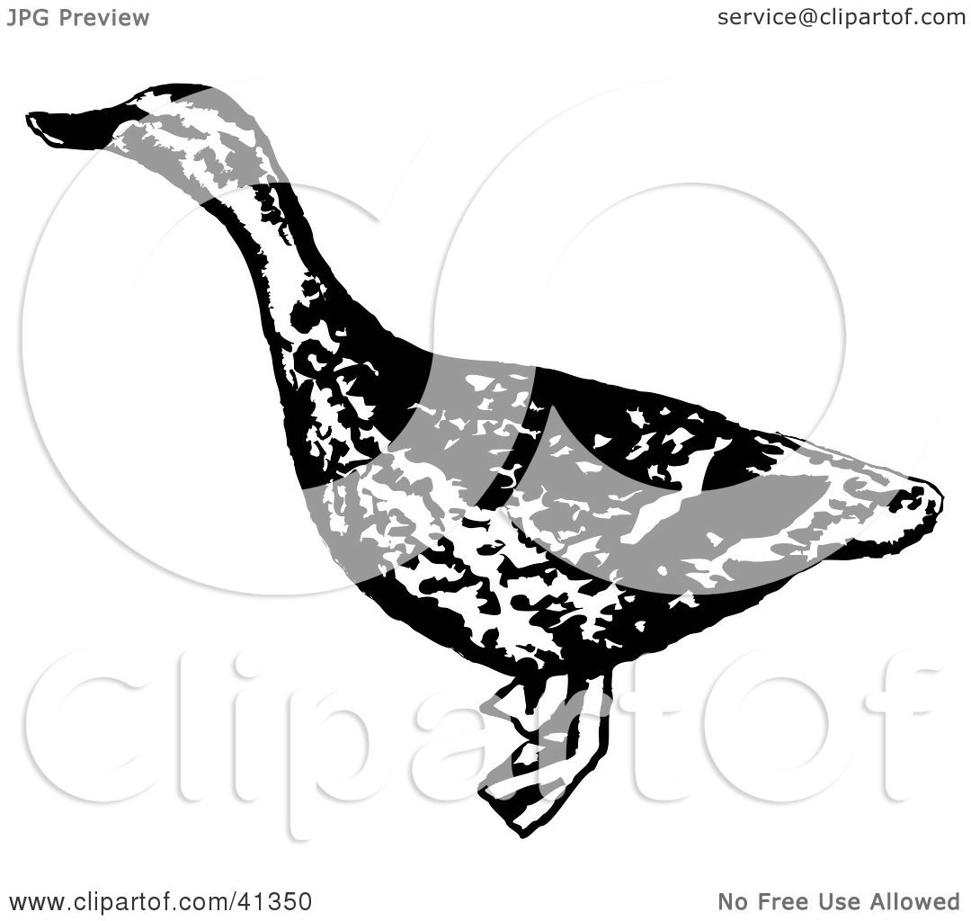 Black Mallard Duck