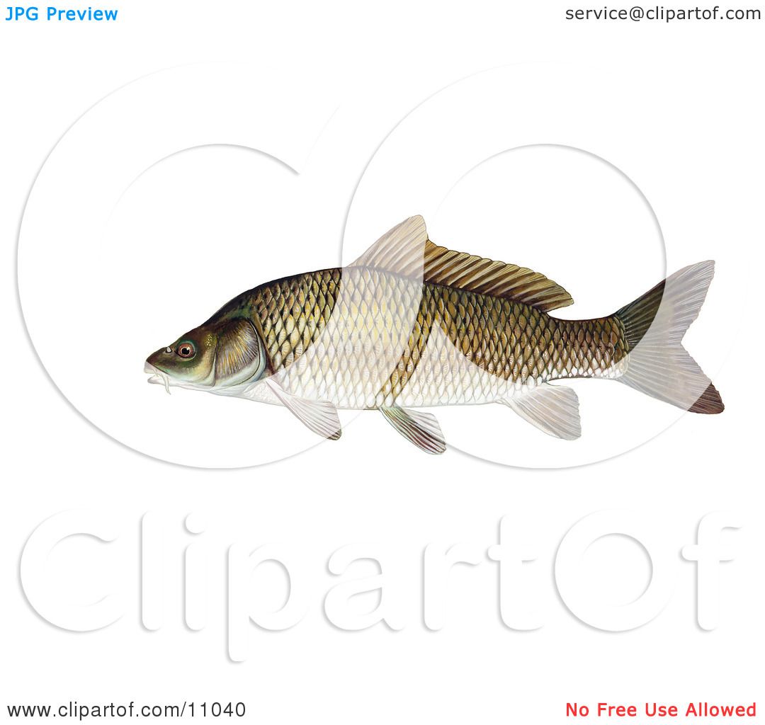 carp fish clip art free - photo #9