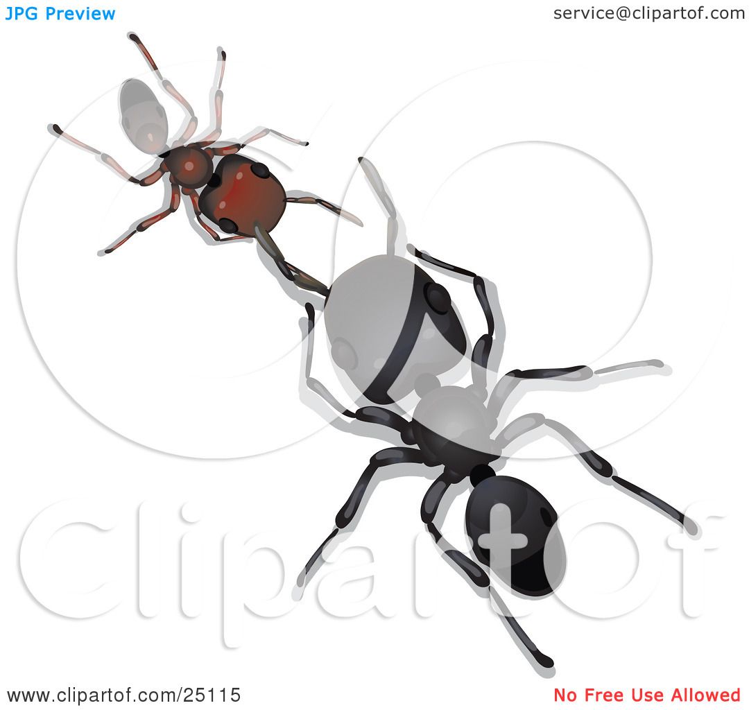 worker ant clipart - photo #19