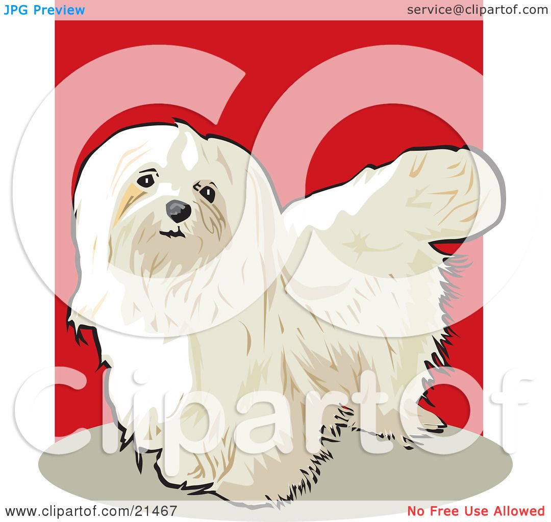 free clipart maltese dog - photo #37