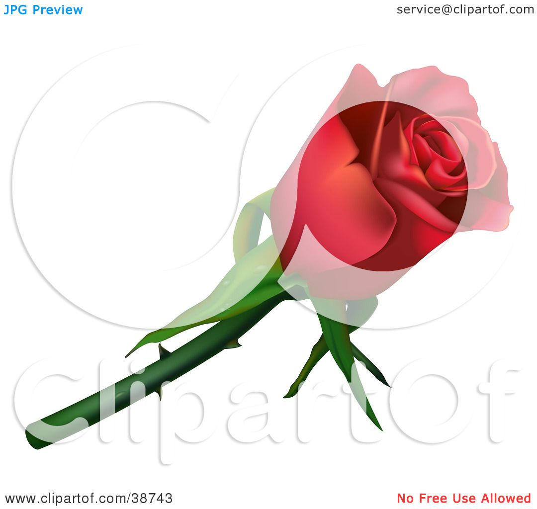 Red Rose Clipart