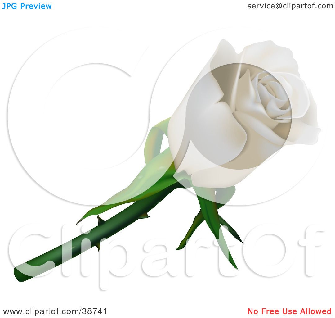 Single White Rose Clip Art