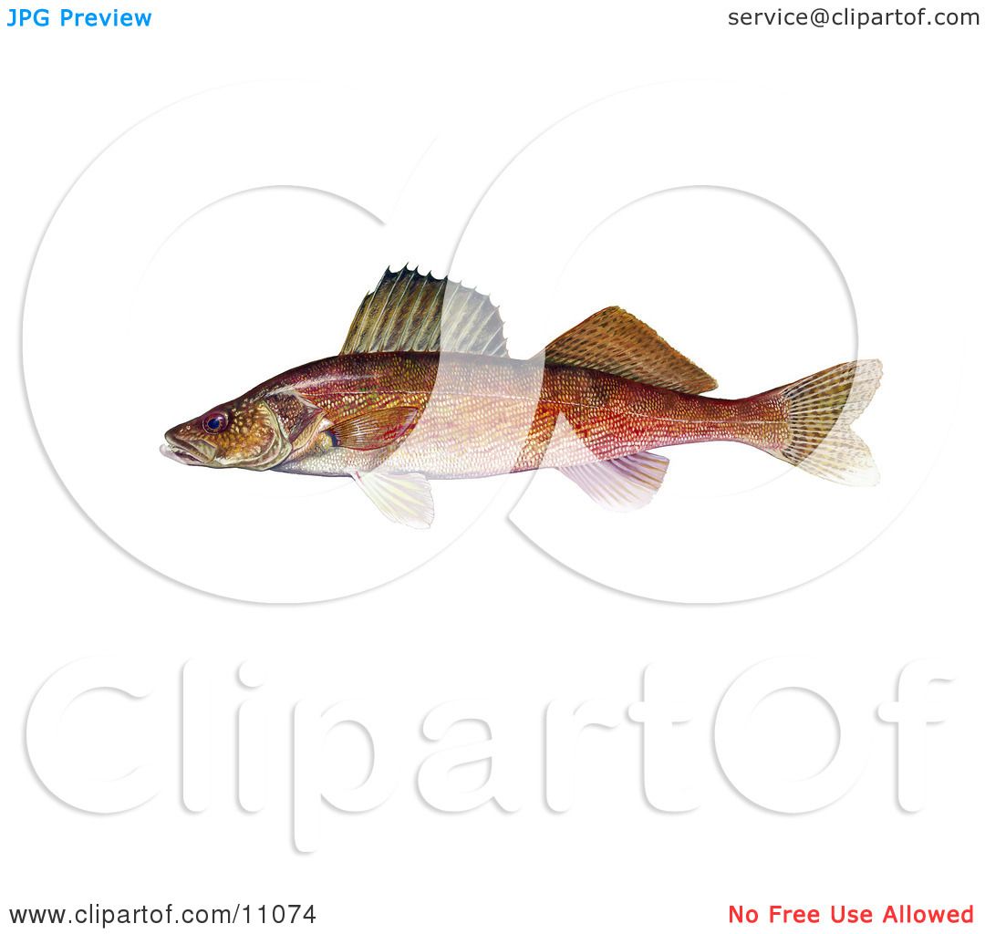 clip art walleye fish - photo #45