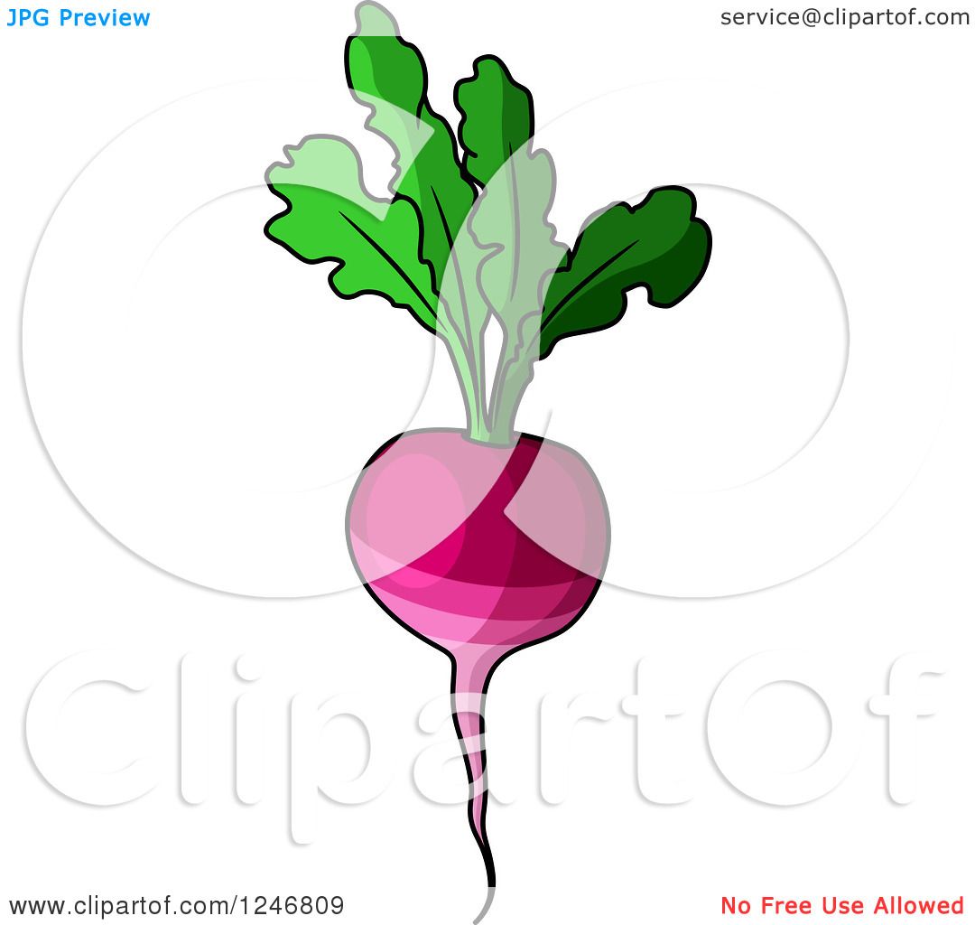 free clipart beets - photo #36