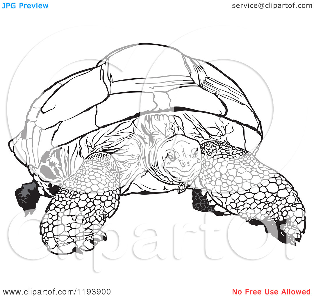 galapagos coloring pages turtle - photo #41