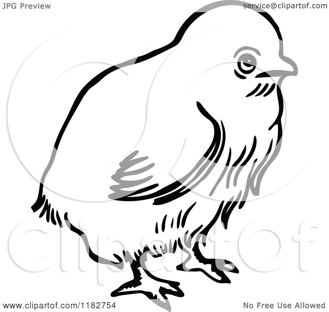 Clipart Of A Black And White Chick Royalty Free Vector Illustration By Prawny 1182754