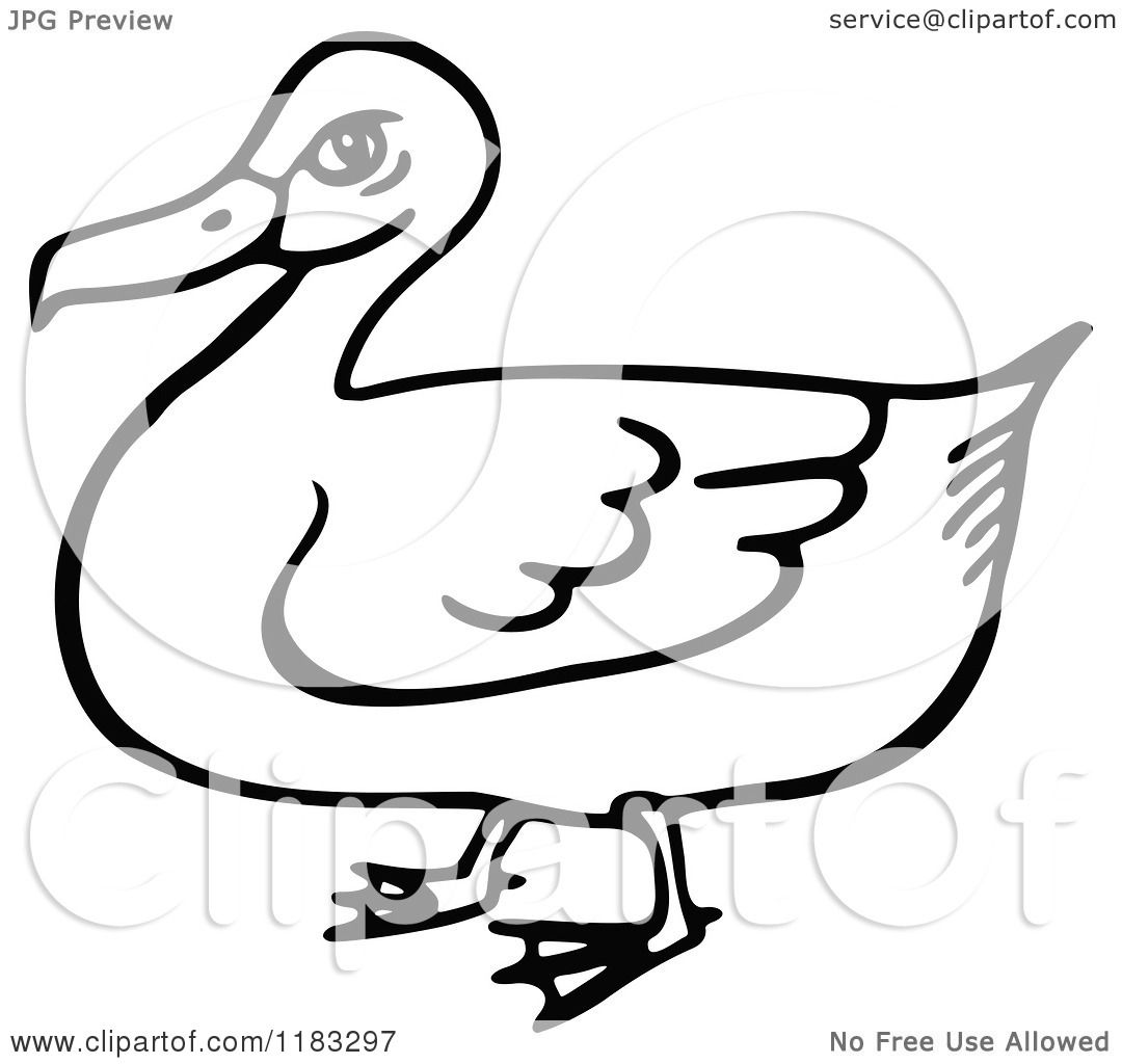 clipart black and white duck - photo #40