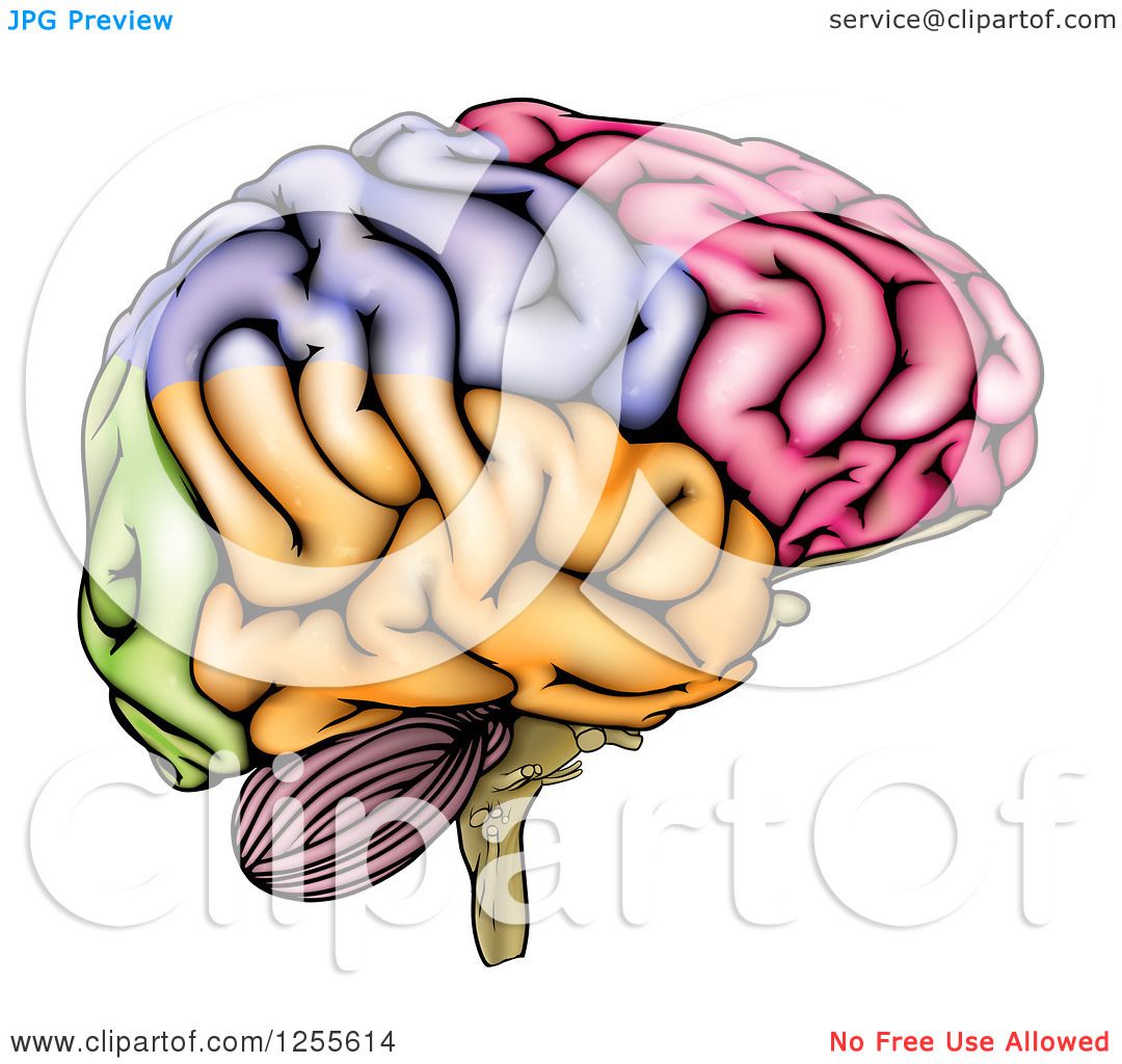 clipart of human brain - photo #48
