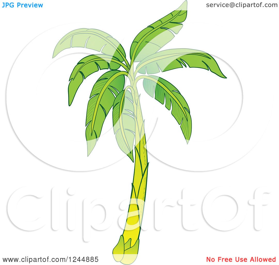 banana tree clip art - photo #48