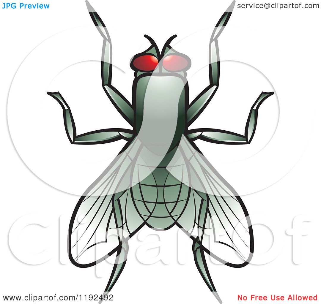 clipart of house fly - photo #30