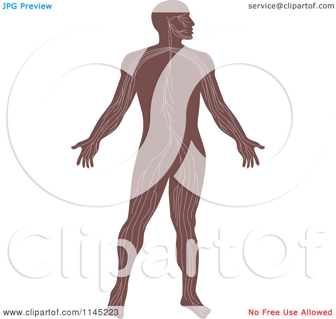 human anatomy clipart free - photo #36
