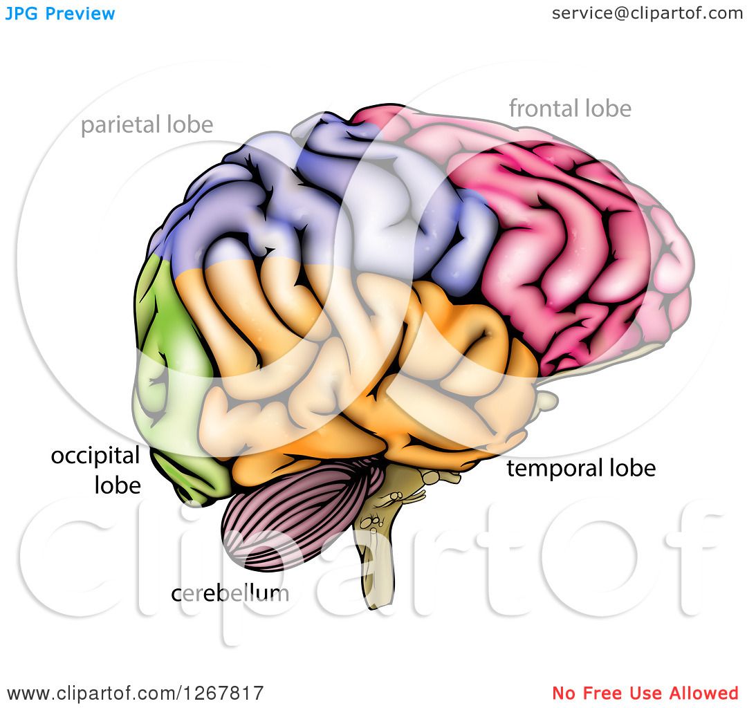 clipart of human brain - photo #37