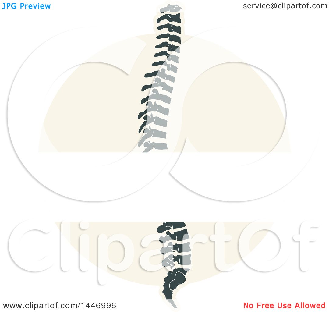 free clip art human spine - photo #33