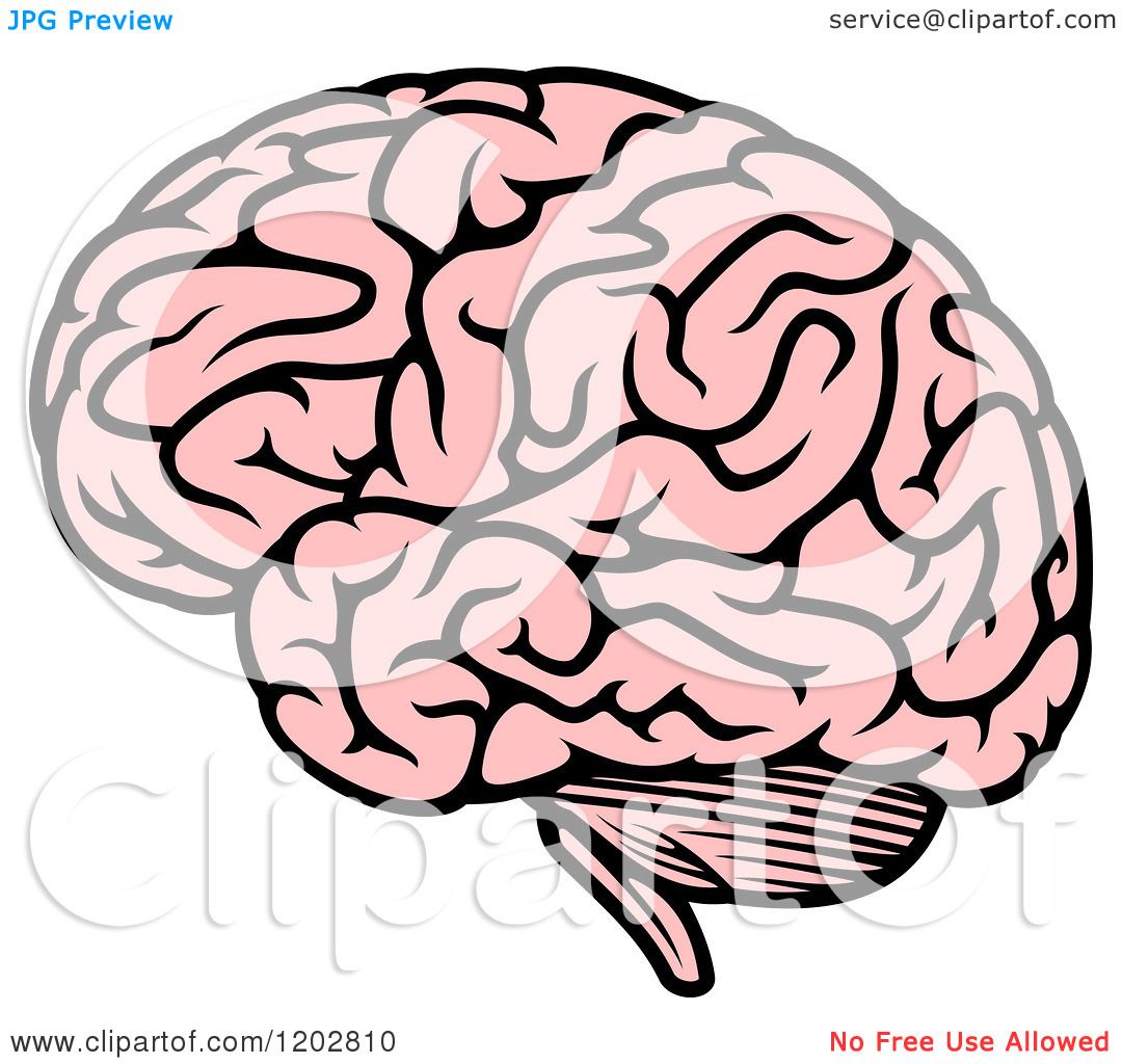 clipart of human brain - photo #50