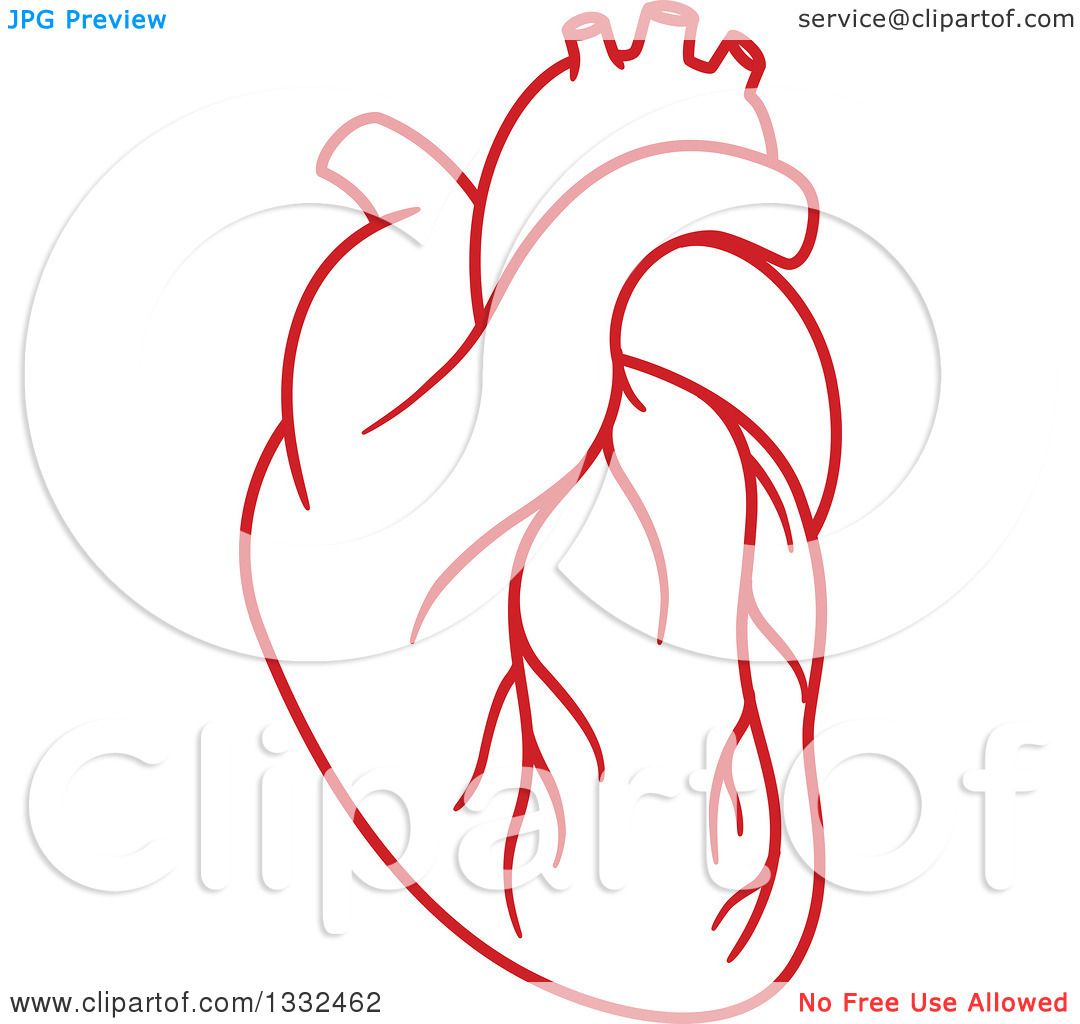 clipart of a human heart - photo #17