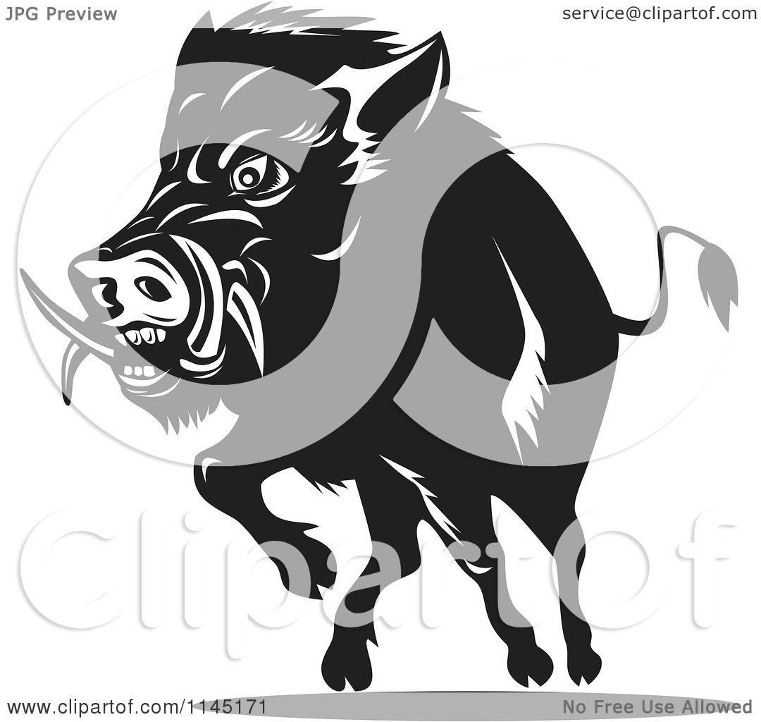 Clipart of a Retro Black and White Charging Wild Boar Pig - Royalty