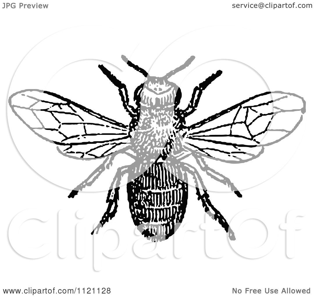 bee drone clipart - photo #35