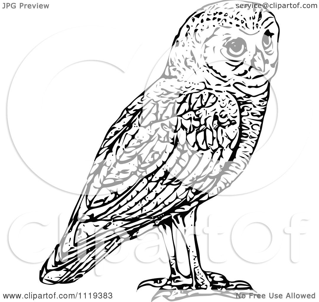 Clipart Of A Retro Vintage Black And White Owl - Royalty ...