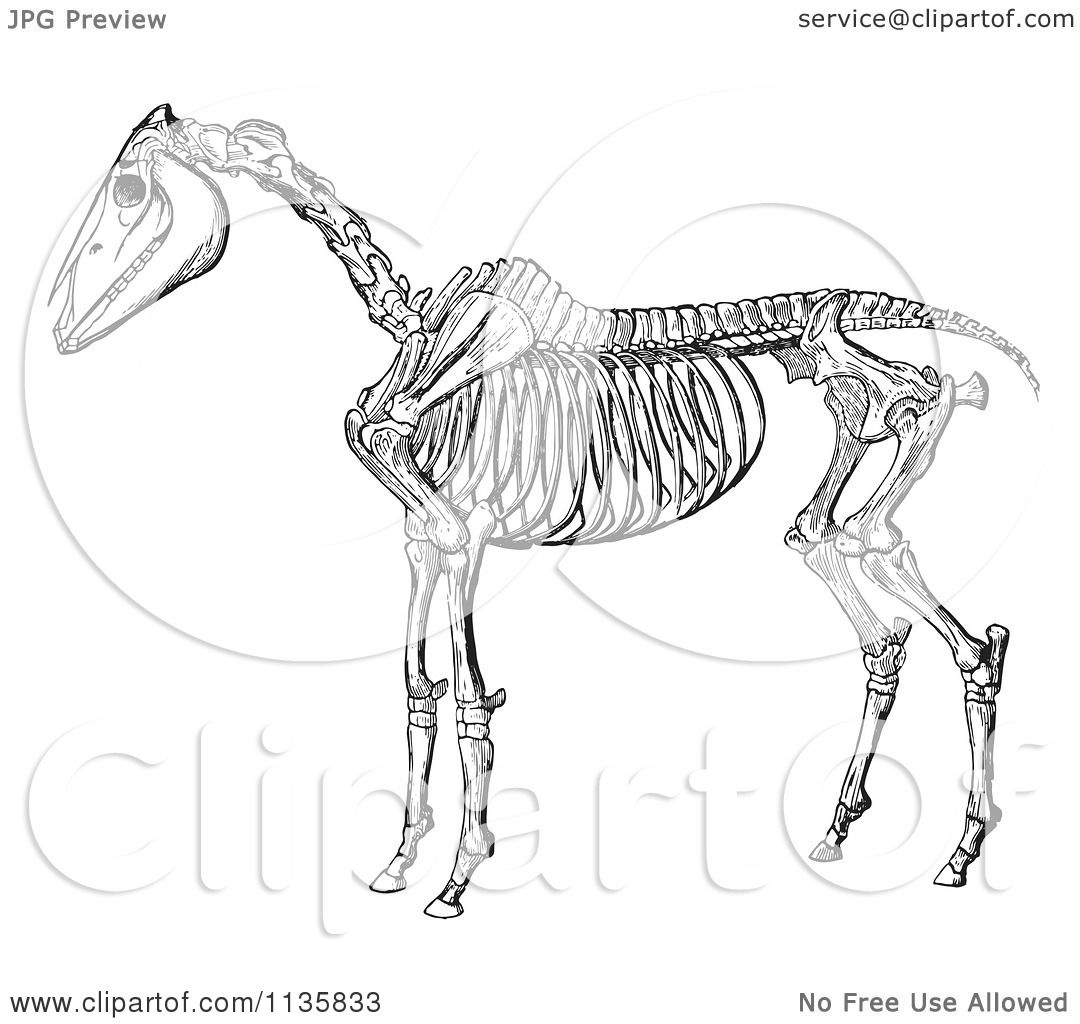clipart horse skeleton - photo #31