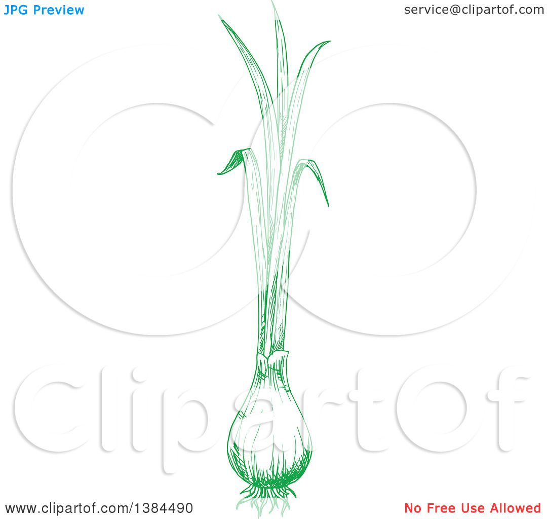 spring onion clipart - photo #17