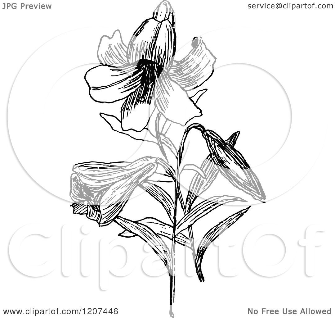 easter lily clipart black and white - photo #16