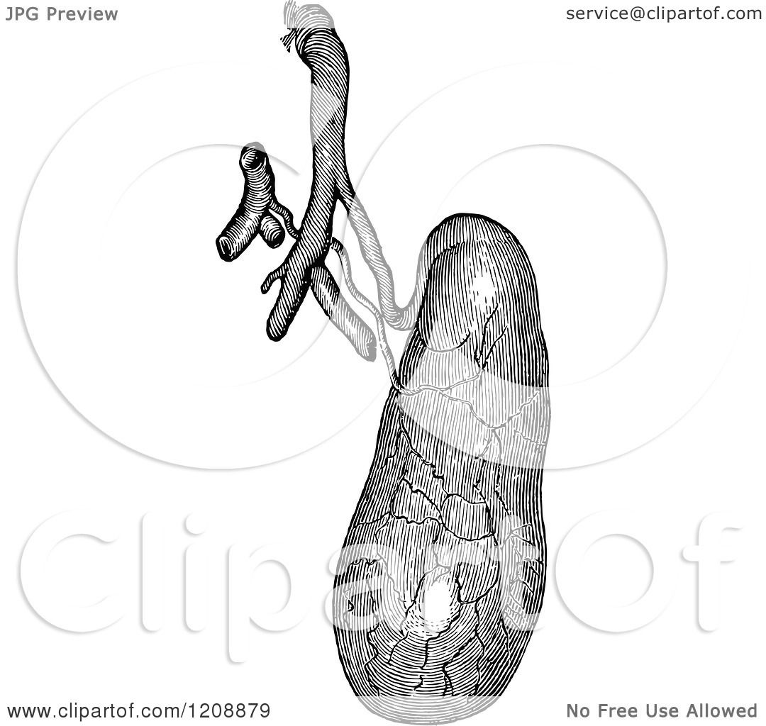 gallbladder coloring pages - photo #10