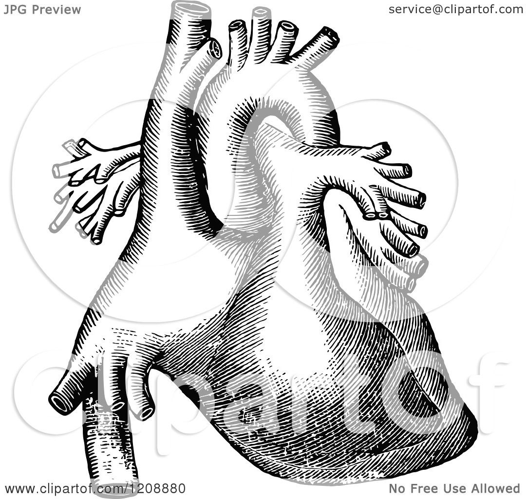 human heart clipart black and white - photo #31