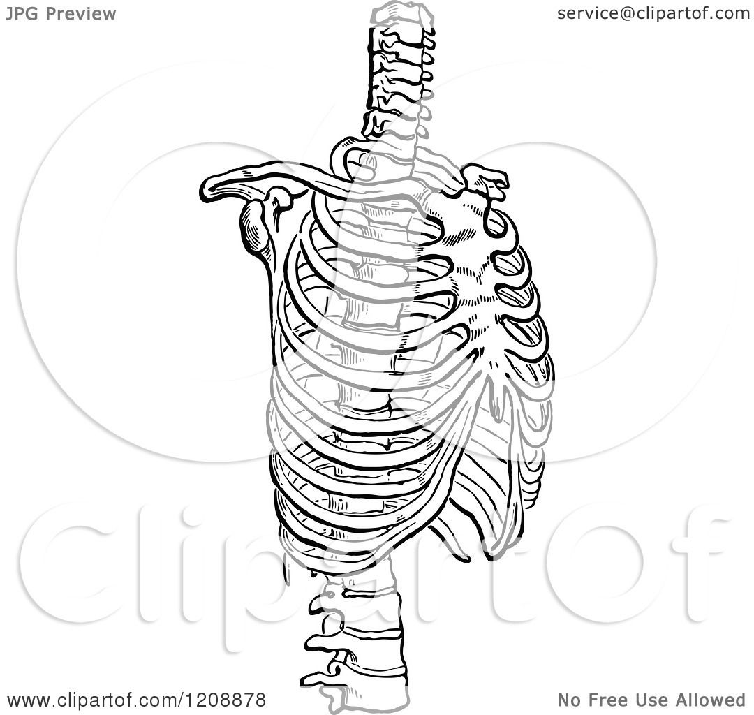 human ribs clipart - photo #42