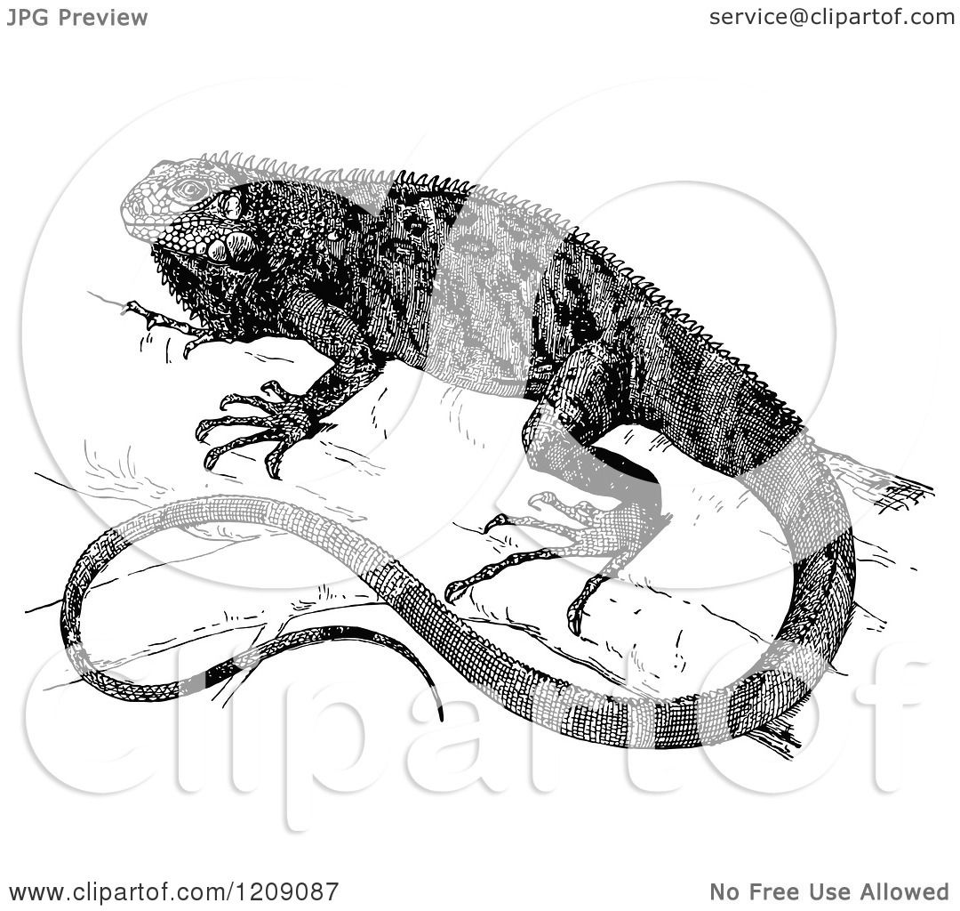 iguana clipart black and white - photo #39