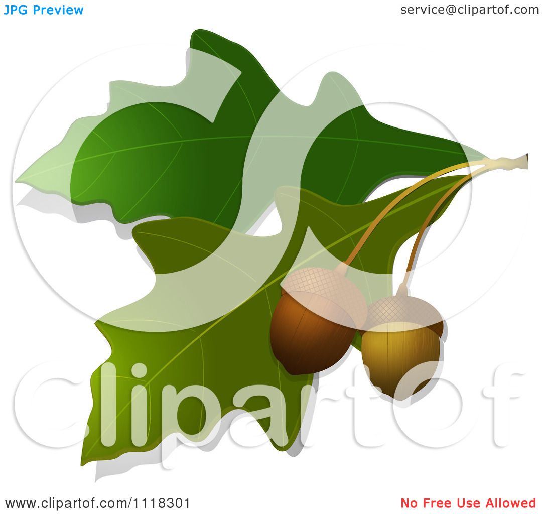 clipart acorns oak leaves - photo #29