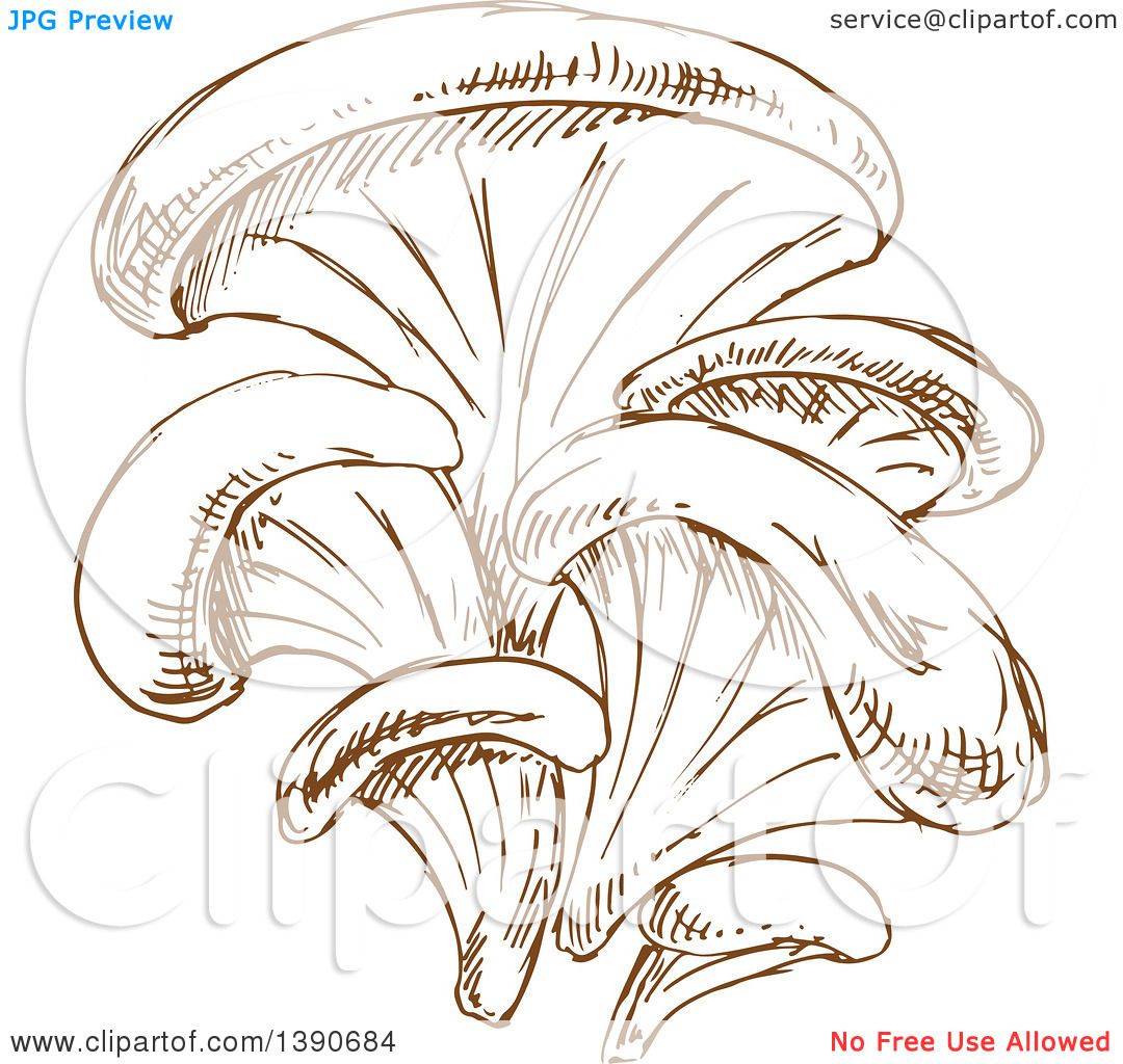 oyster mushroom clip art - photo #10