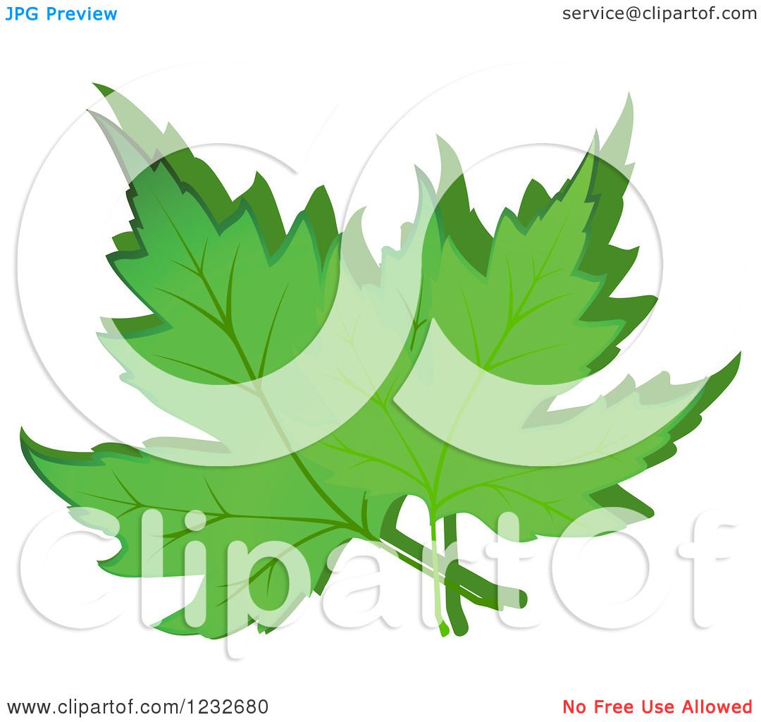 clipart green maple leaf - photo #38