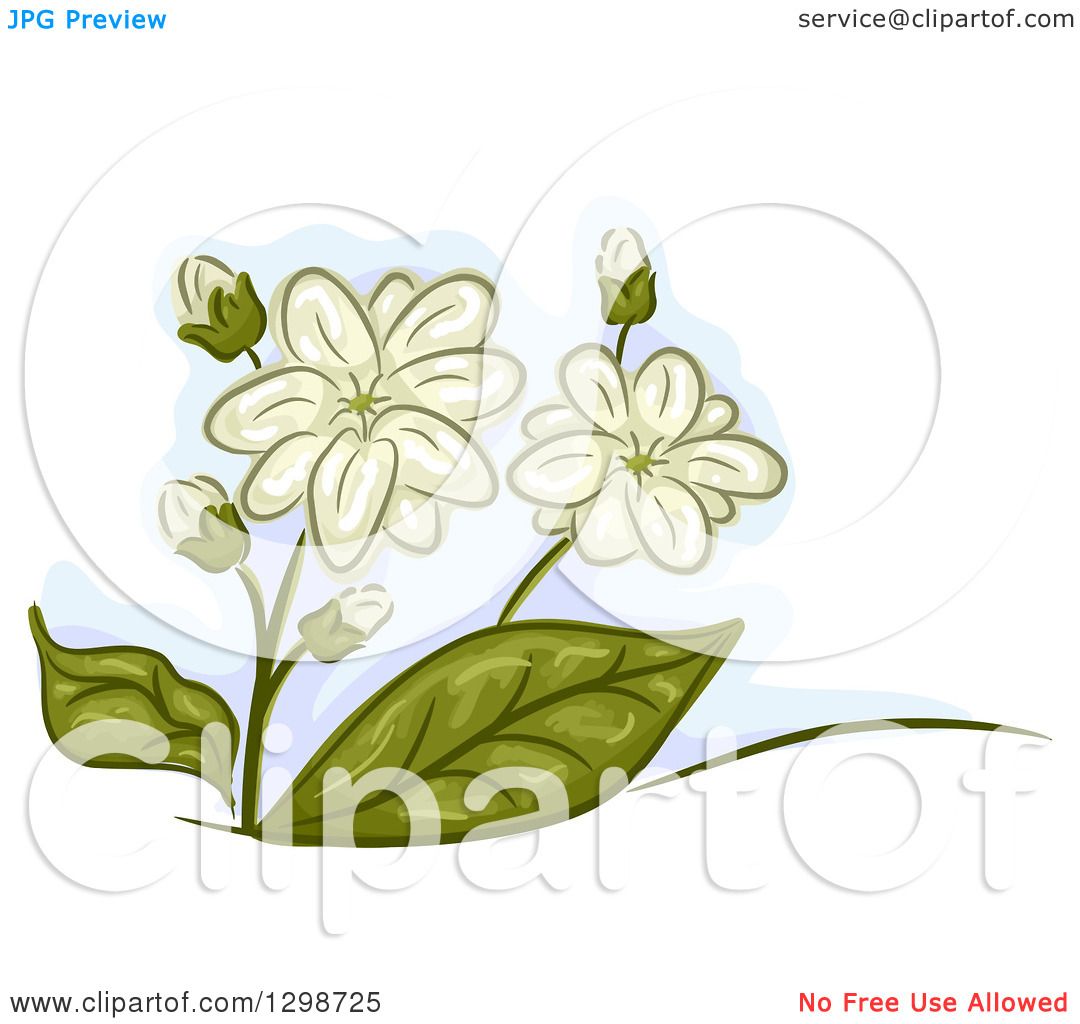 free clip art jasmine flower - photo #25