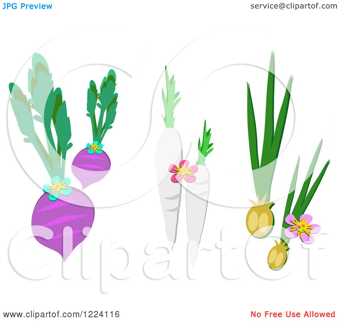 root vegetables clipart - photo #8