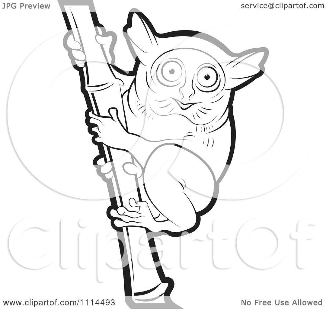 tarsier coloring pages - photo #16