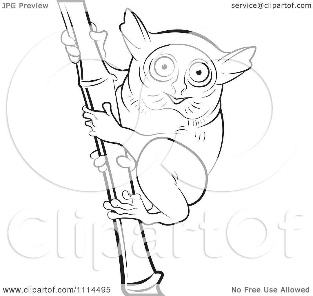 tarsier coloring pages - photo #22