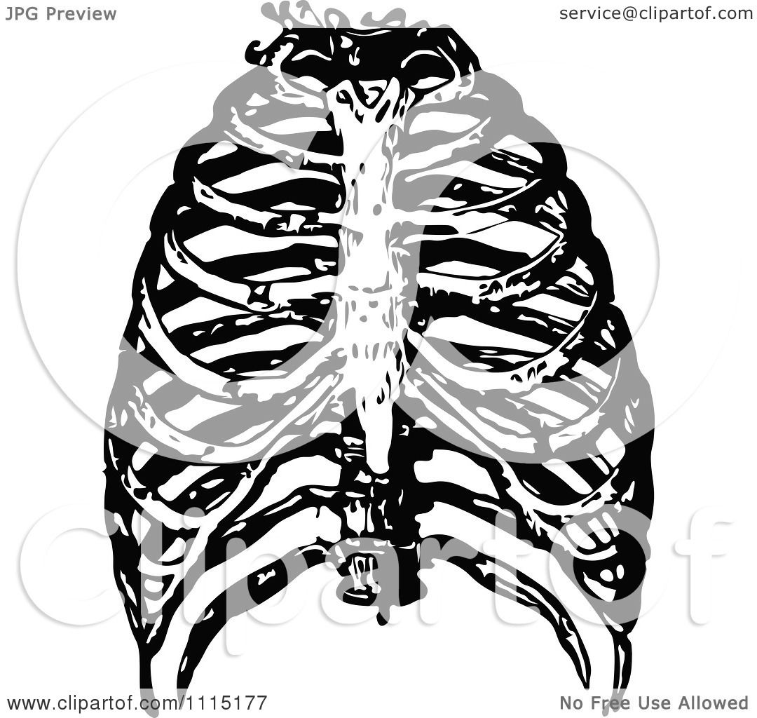 human ribs clipart - photo #32