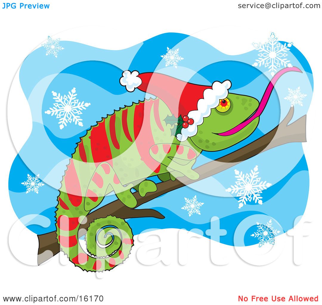 Green-And-Red-Chameleon-Lizard-Wearing-A-Santa-Hat-Adorned-With-Holly-Sticking-His-Tongue-Out-To-Catch-A-Snowflake-While-Perched-On-A-Branch-On-Christmas-Clipart-Illustration-Image-102416170.jpg