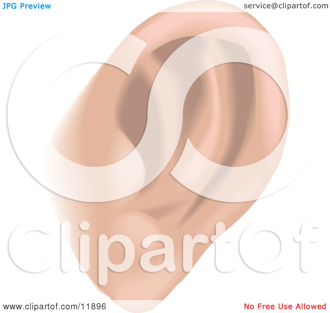 human ear clipart - photo #34